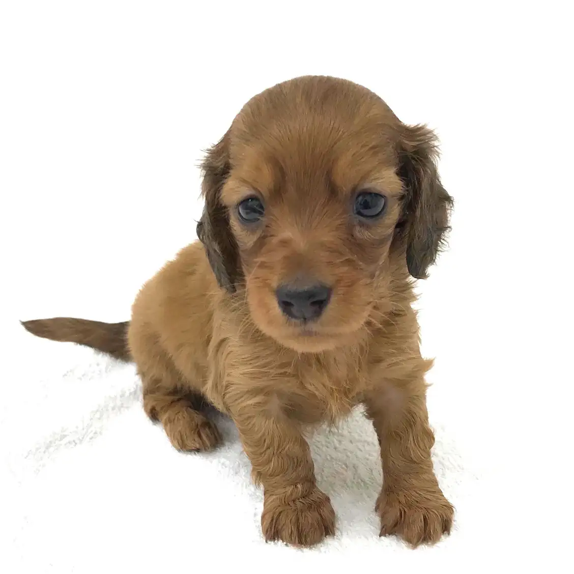 ミニチュア・ダックスフント