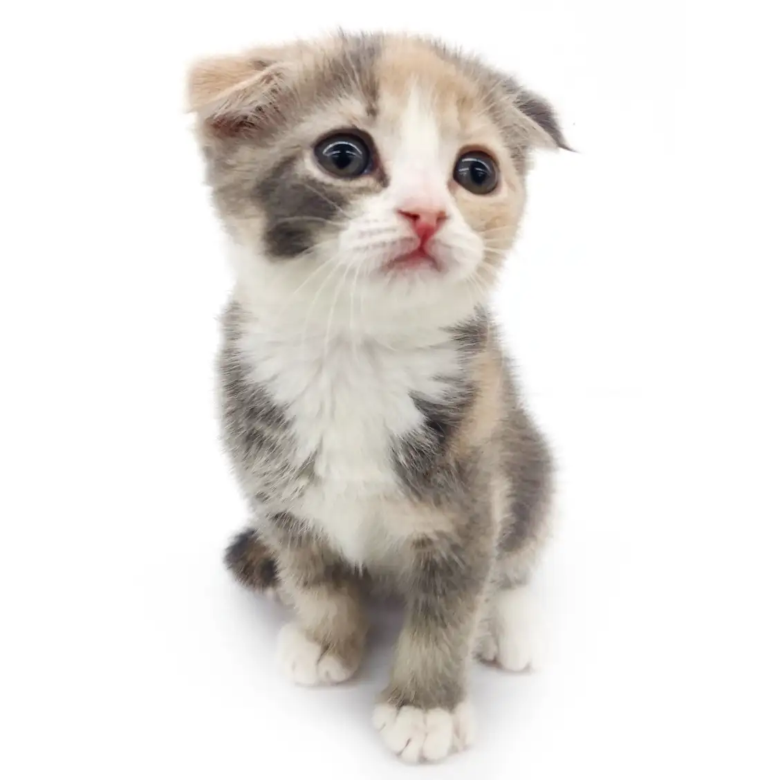 スコティッシュフォールド