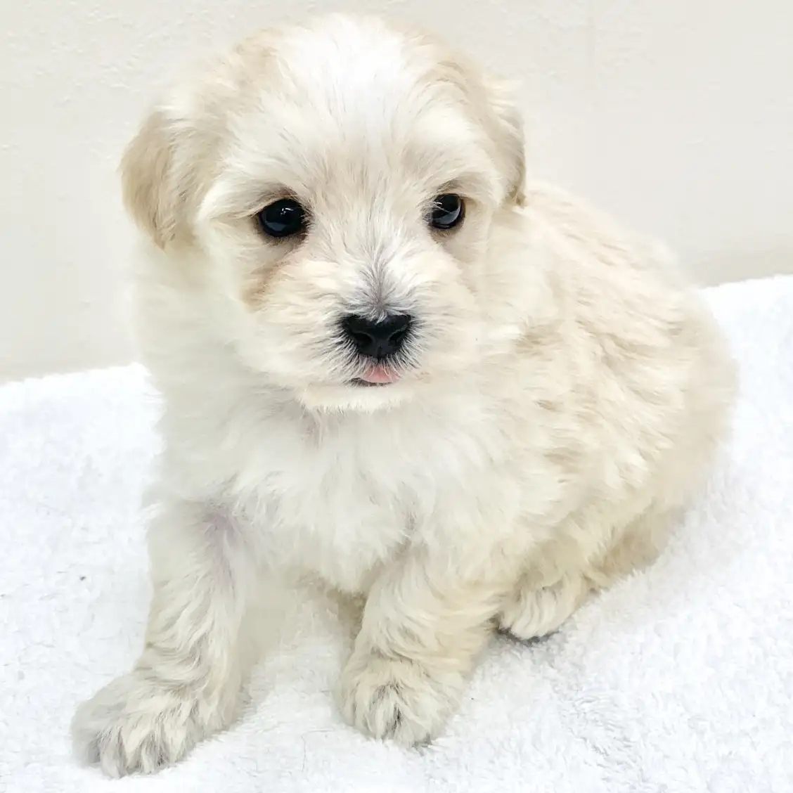 MIX(マルチーズ×トイプードル)