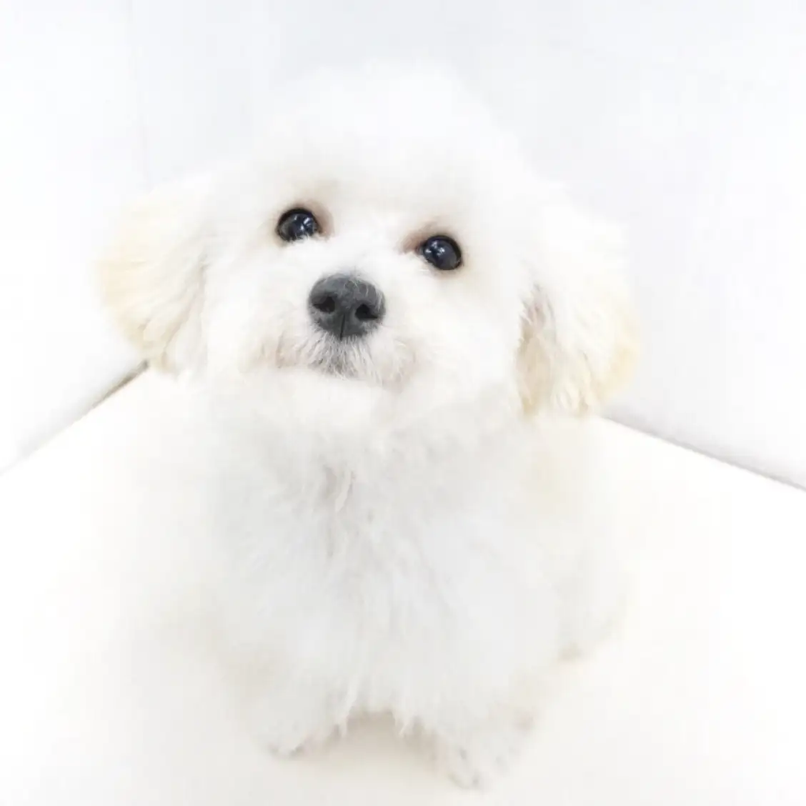 MIX(マルチーズ×トイプードル)