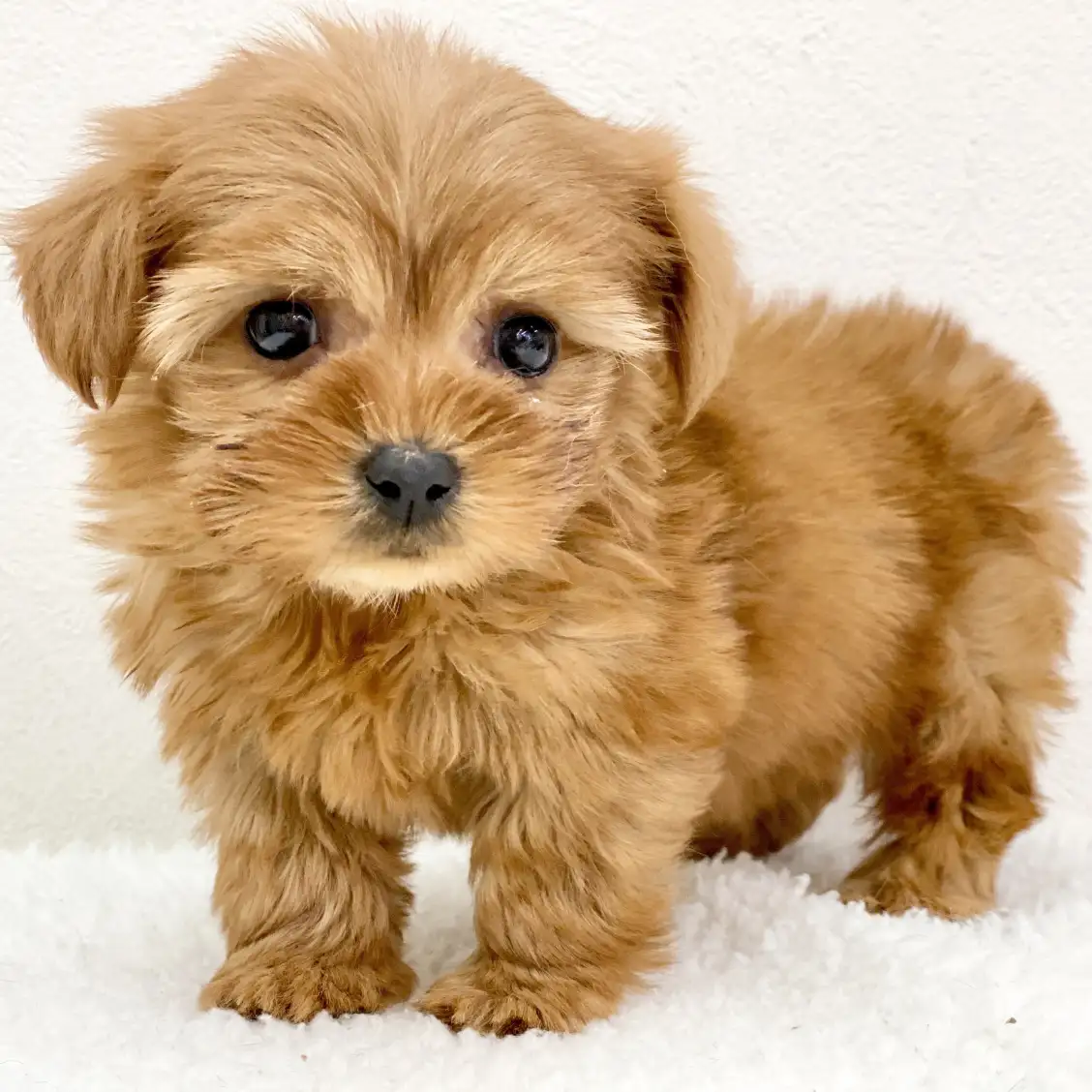 MIX(トイプードル×ミニチュアダックスフンド)