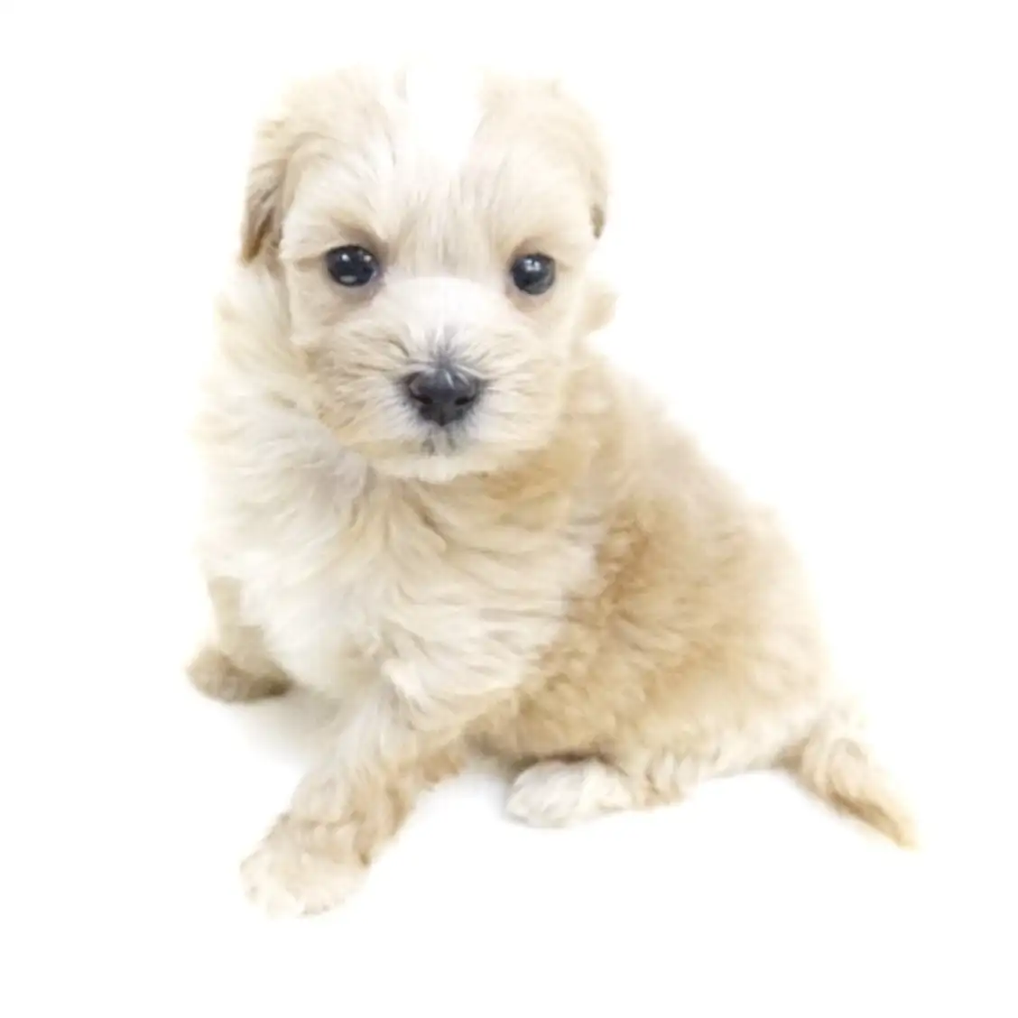 MIX(マルチーズ×トイプードル)