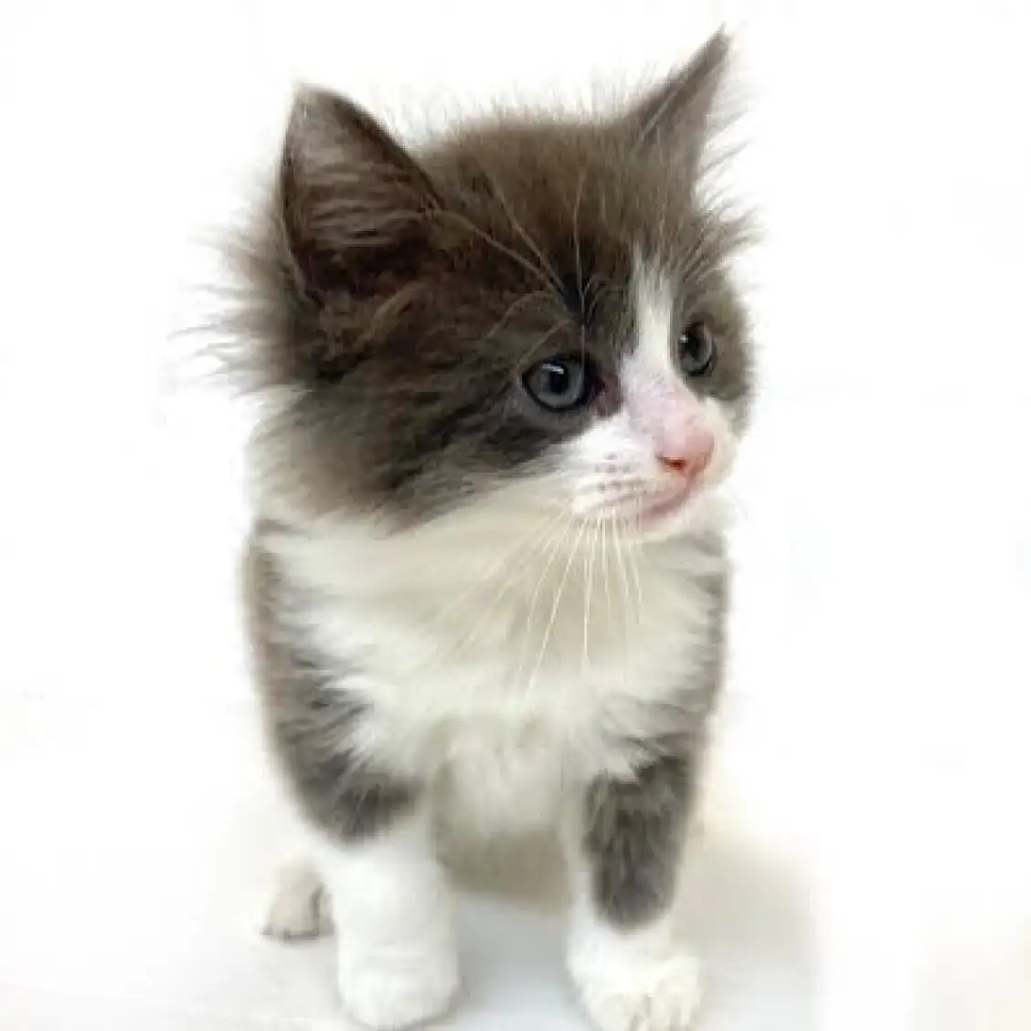 ノルウェージャンフォレストキャット