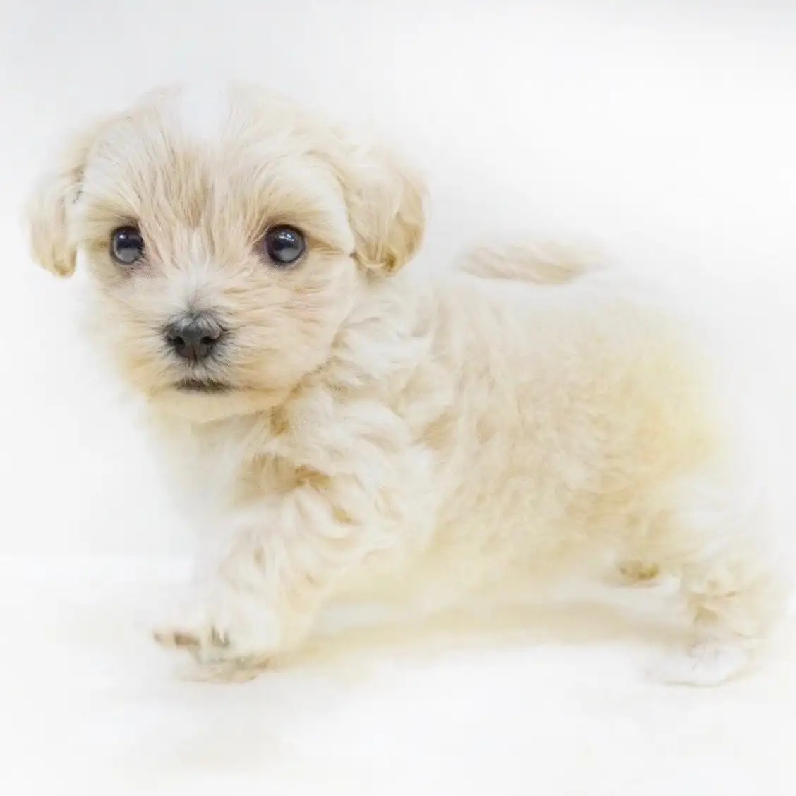 MIX(マルチーズ×トイプードル)