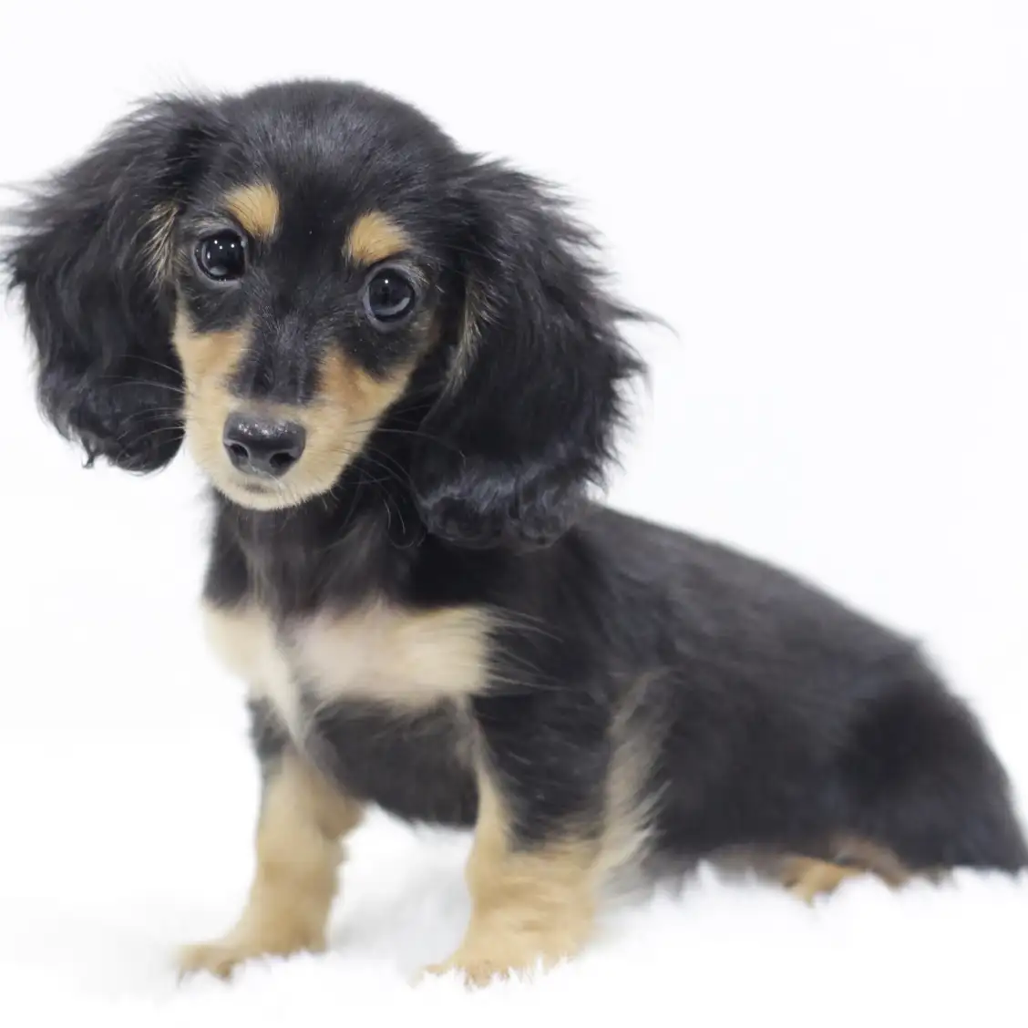 ミニチュア・ダックスフント