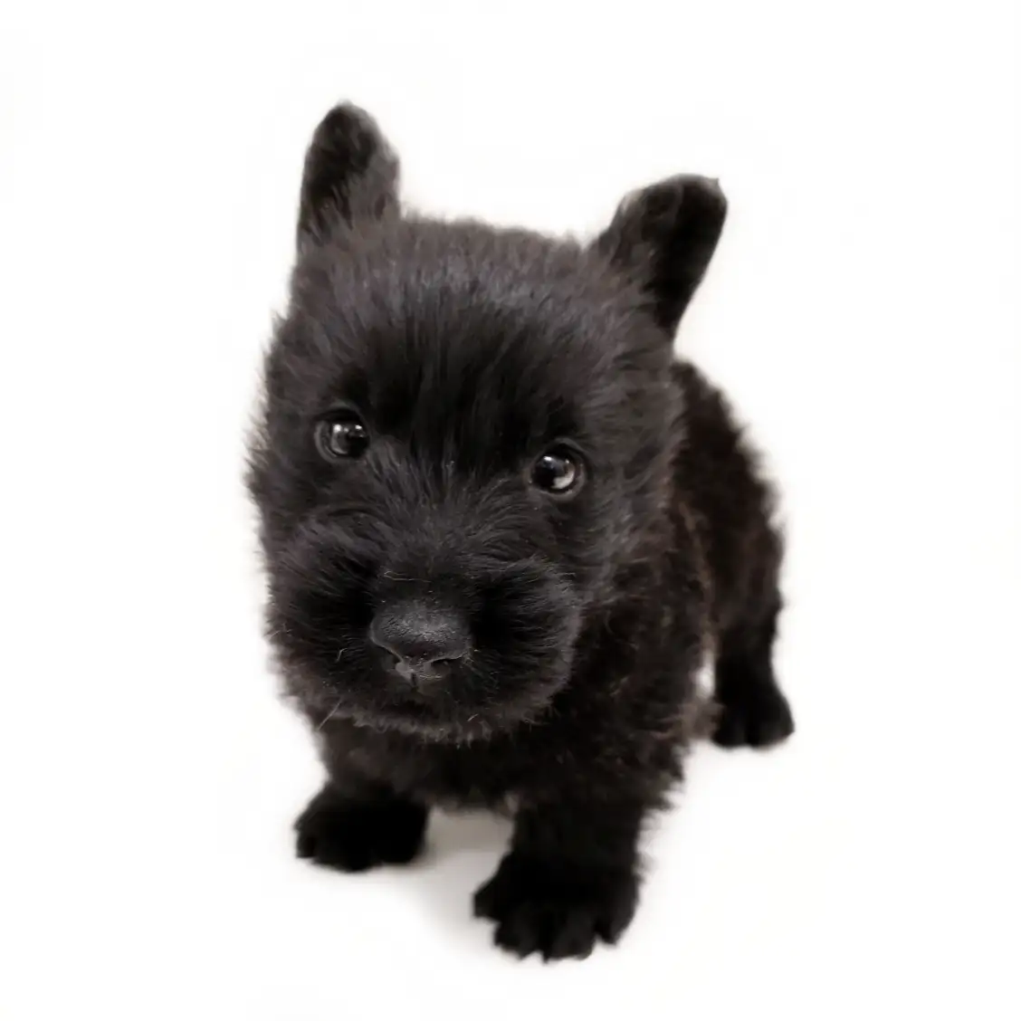 スコティッシュテリア