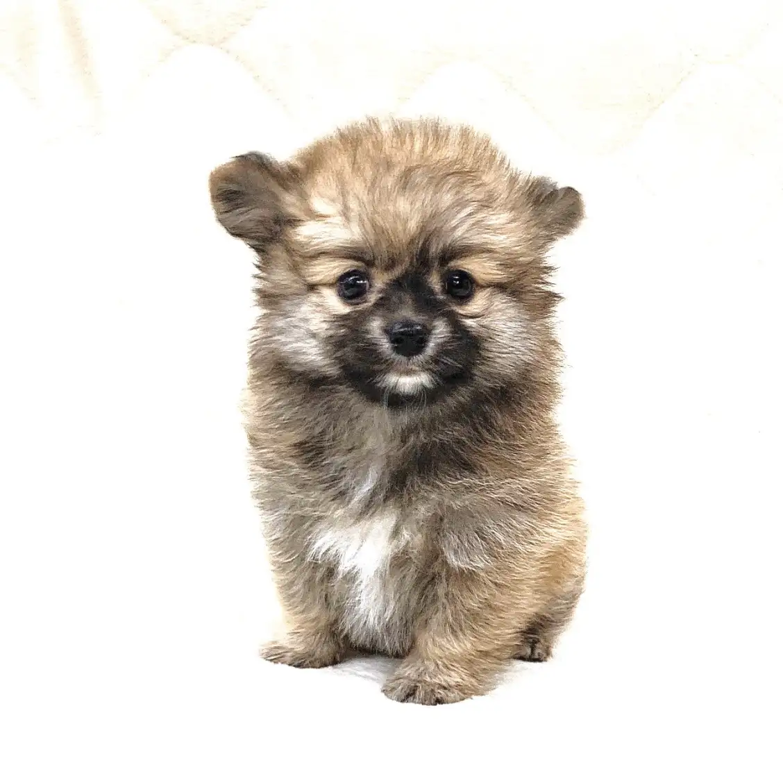 MIX（チワワ×ポメラニアン）