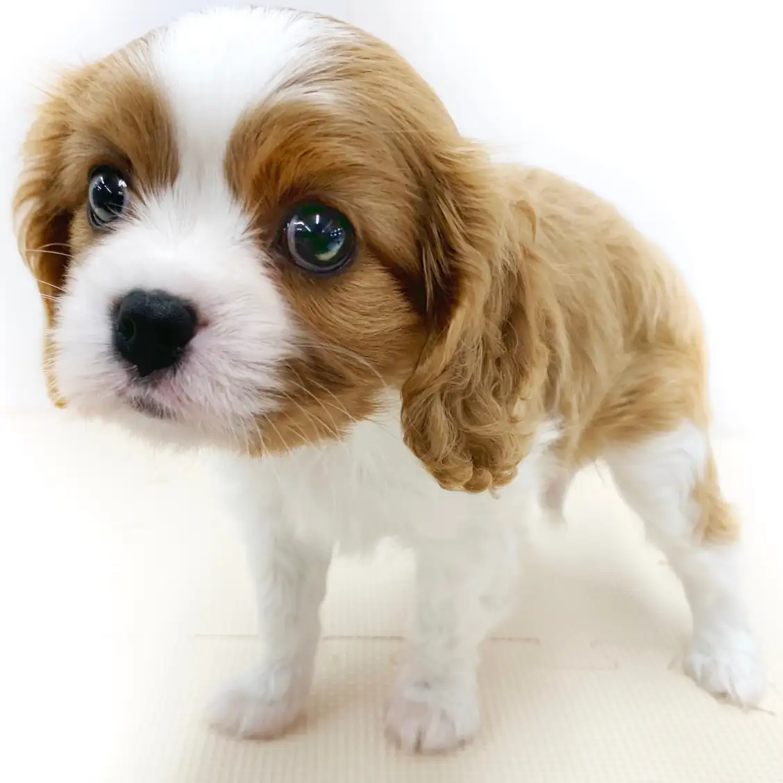 キャバリア・キングチャールズ・スパニエル