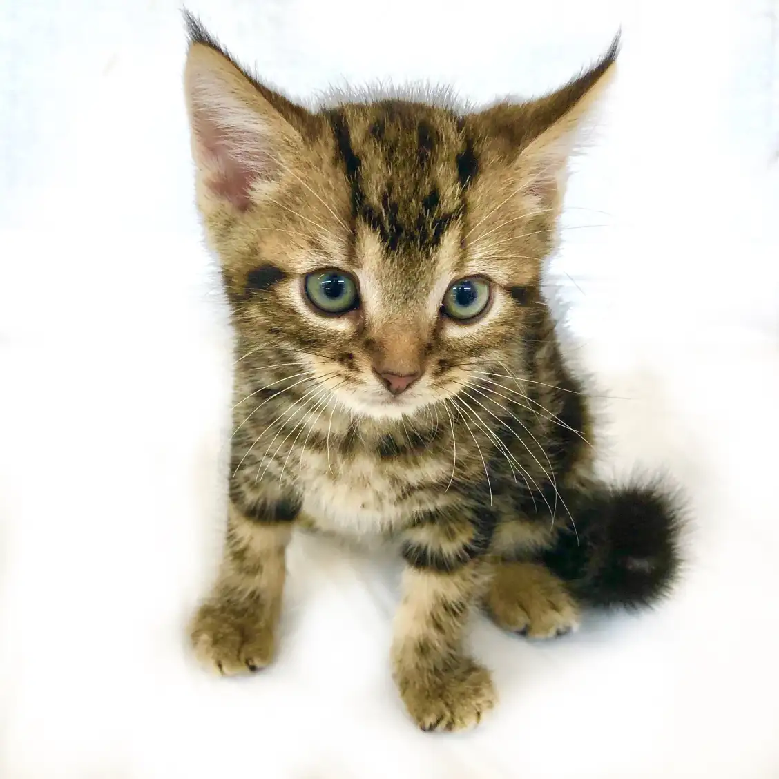 アメリカンショートヘア