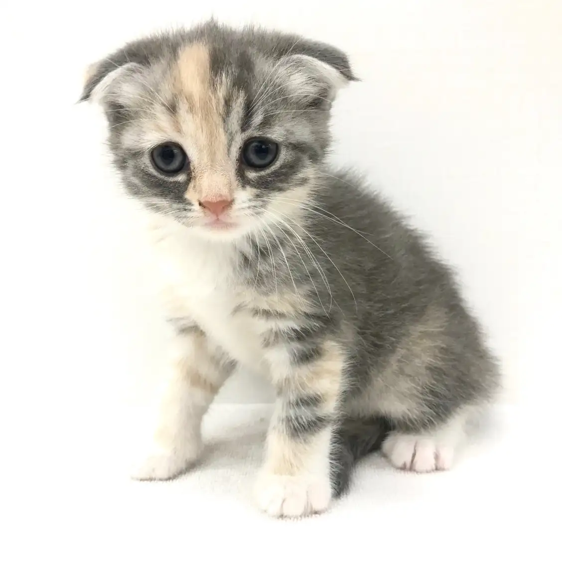 スコティッシュフォールド