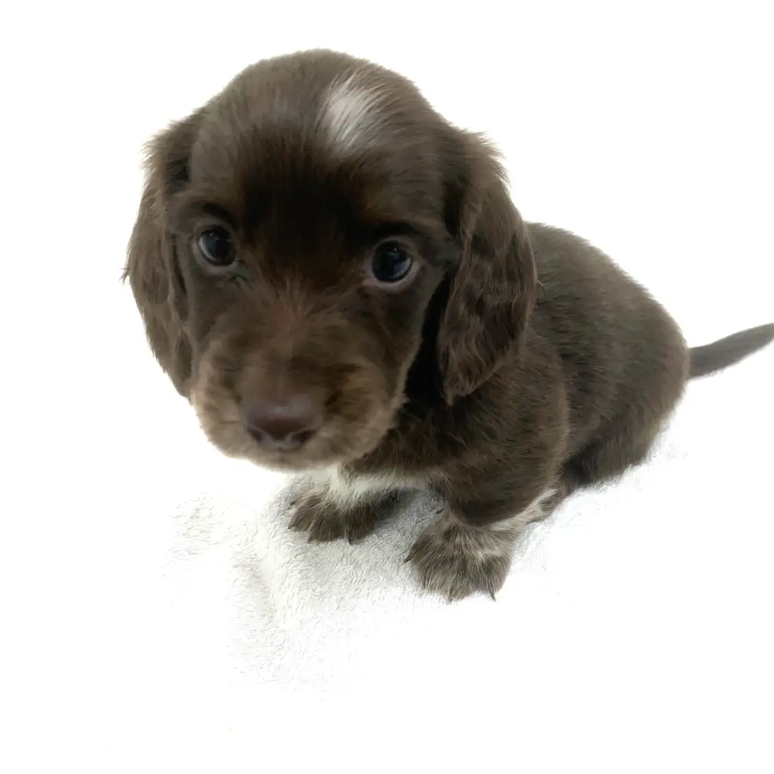 ミニチュア・ダックスフント