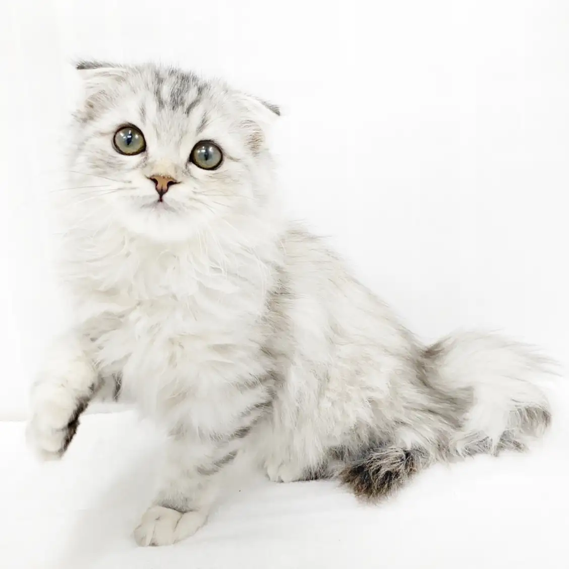 スコティッシュフォールド