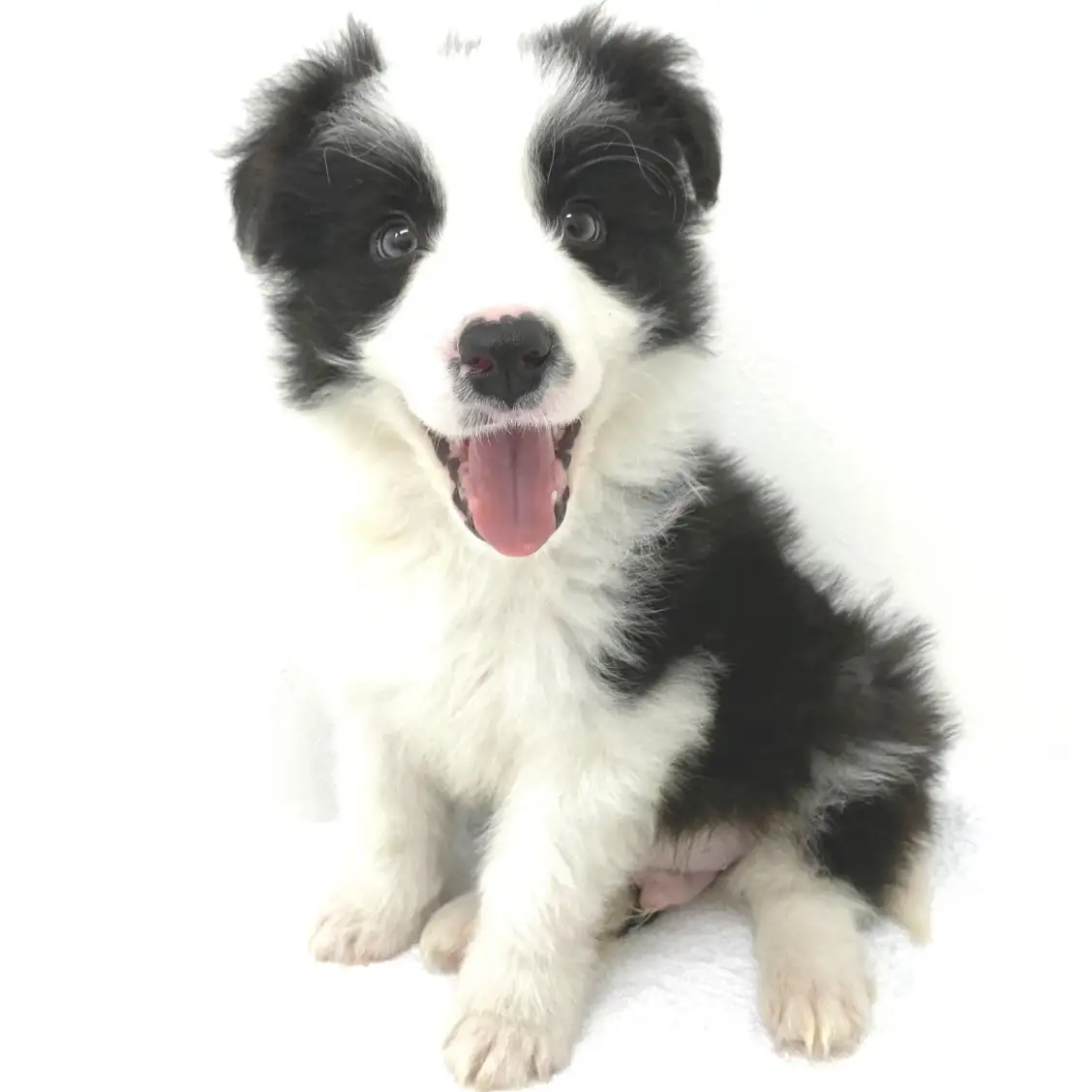 ボーダーコリー