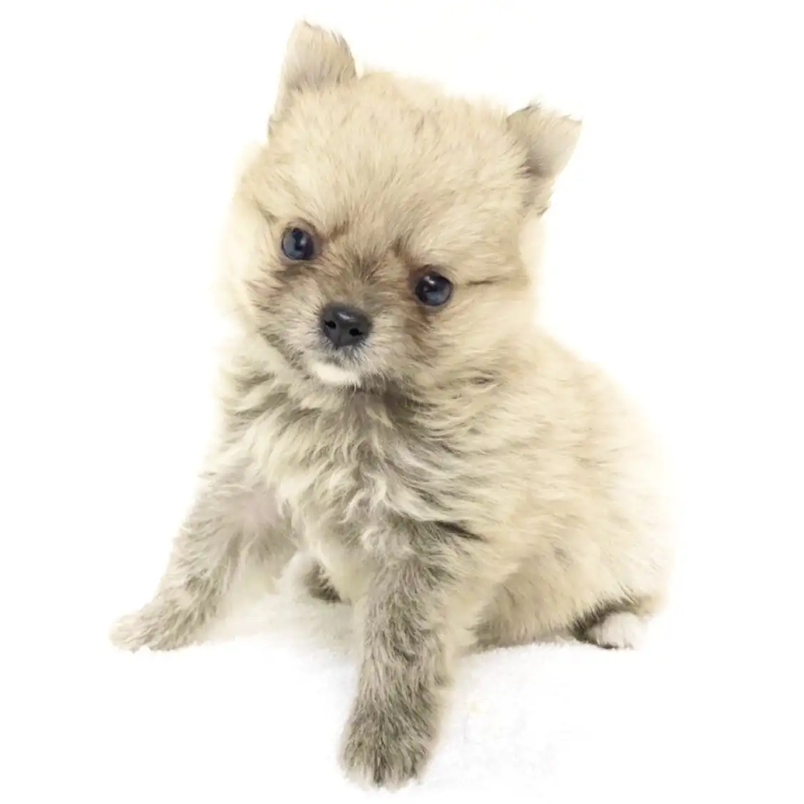 MIX（チワワ×ポメラニアン）