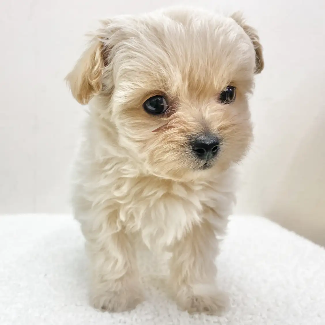 MIX(ペキニーズ×トイプードル)