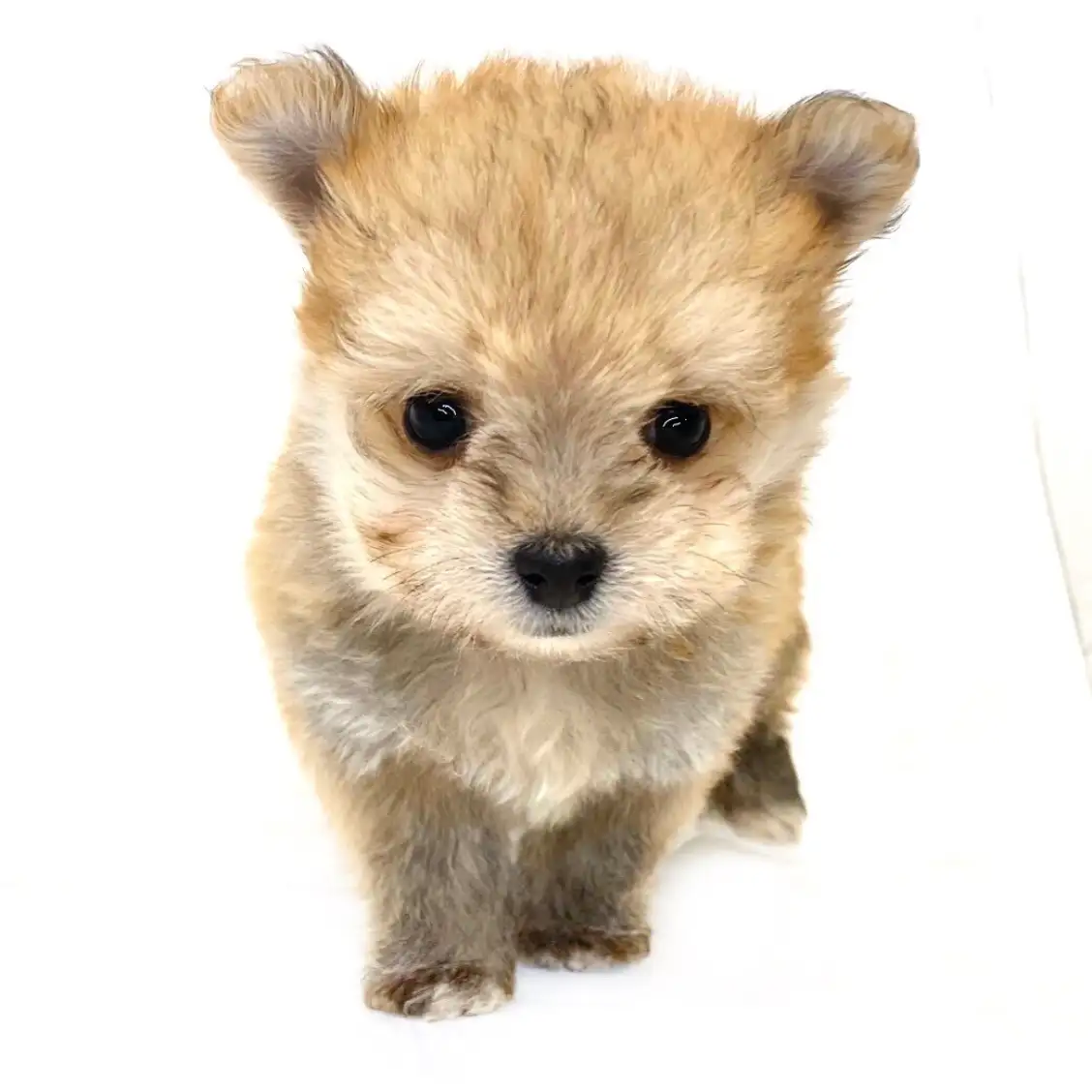 MIX(マルチーズ×ポメラニアン)