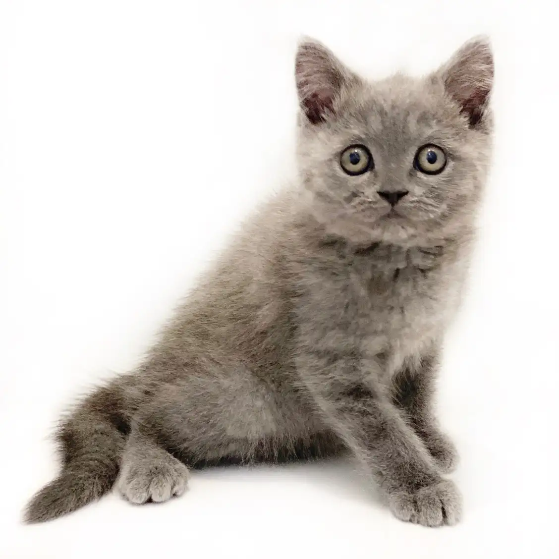 ブリティッシュショートヘア