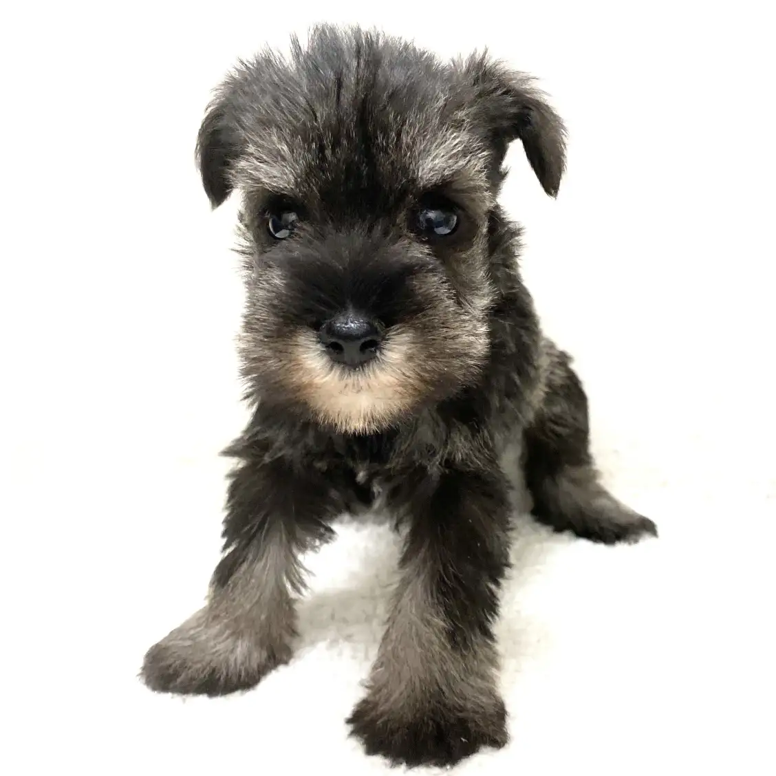 ミニチュア・シュナウザー