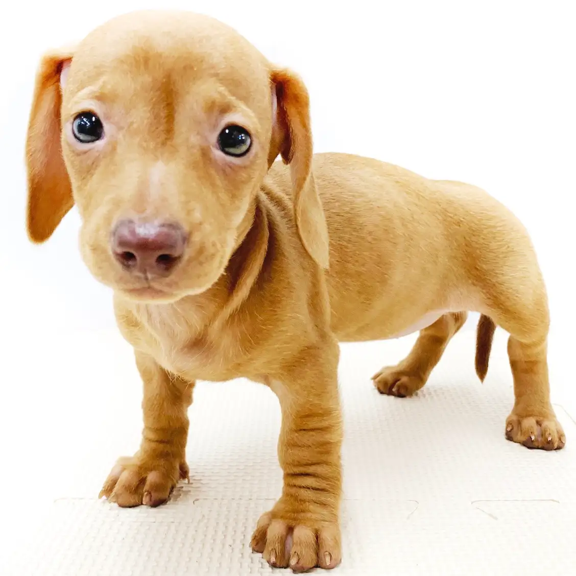 ミニチュア・ダックスフント