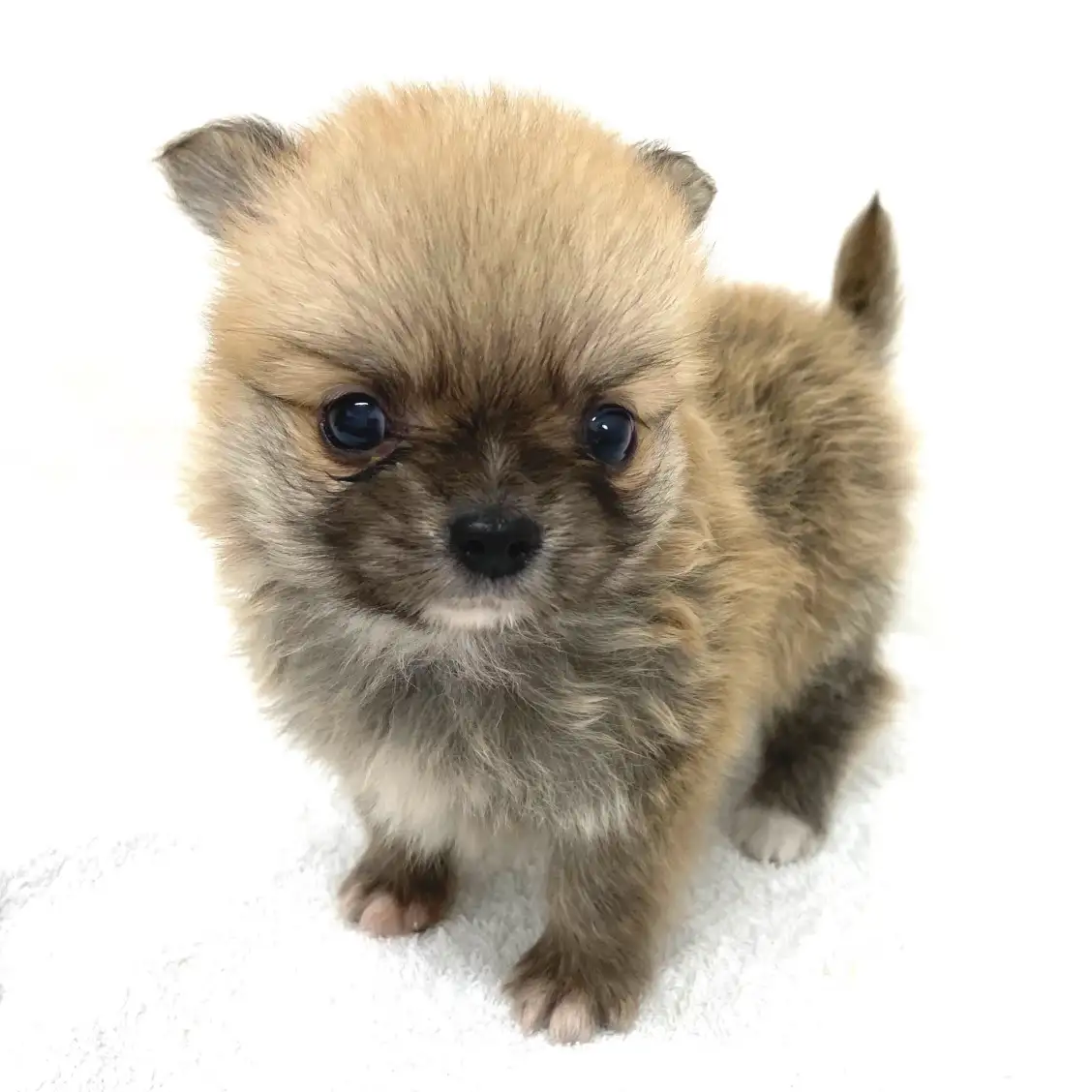 MIX（チワワ×ポメラニアン）