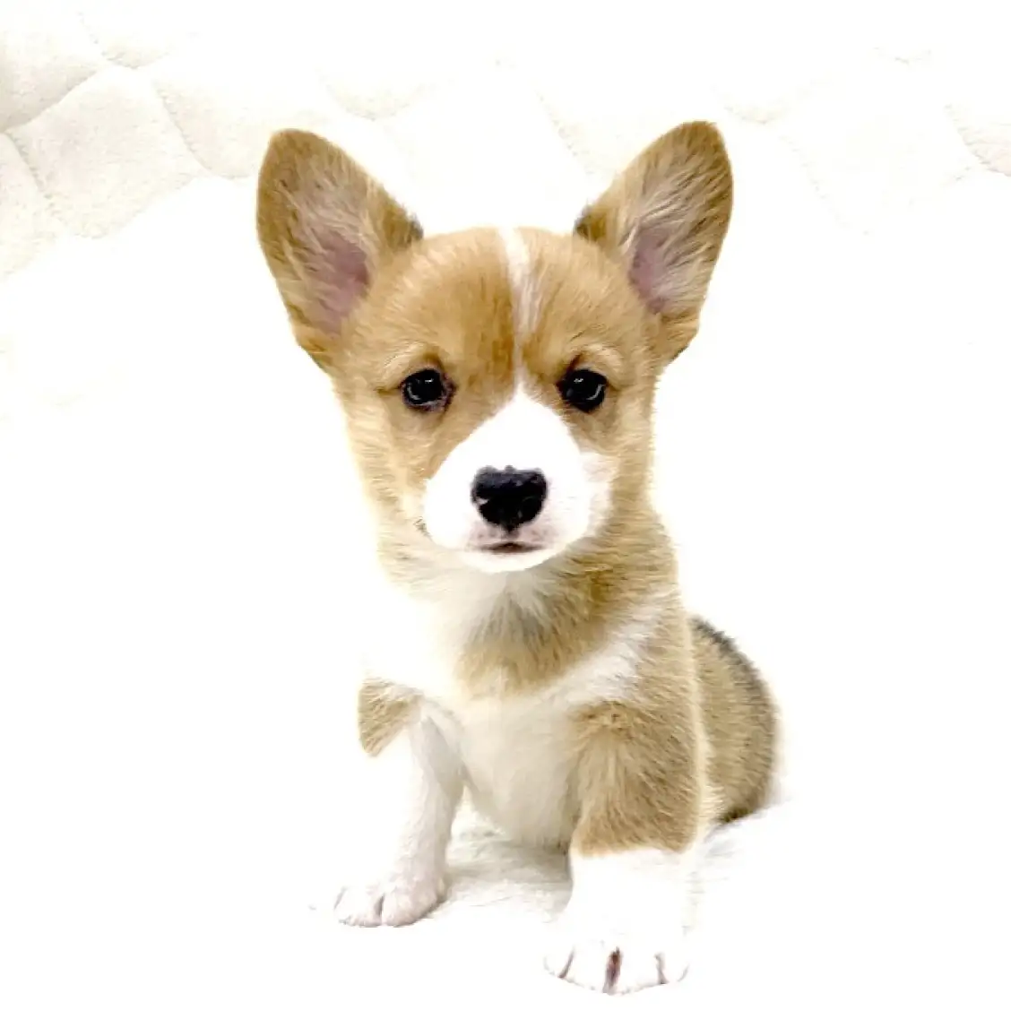 ウェルシュコーギーペンブローク