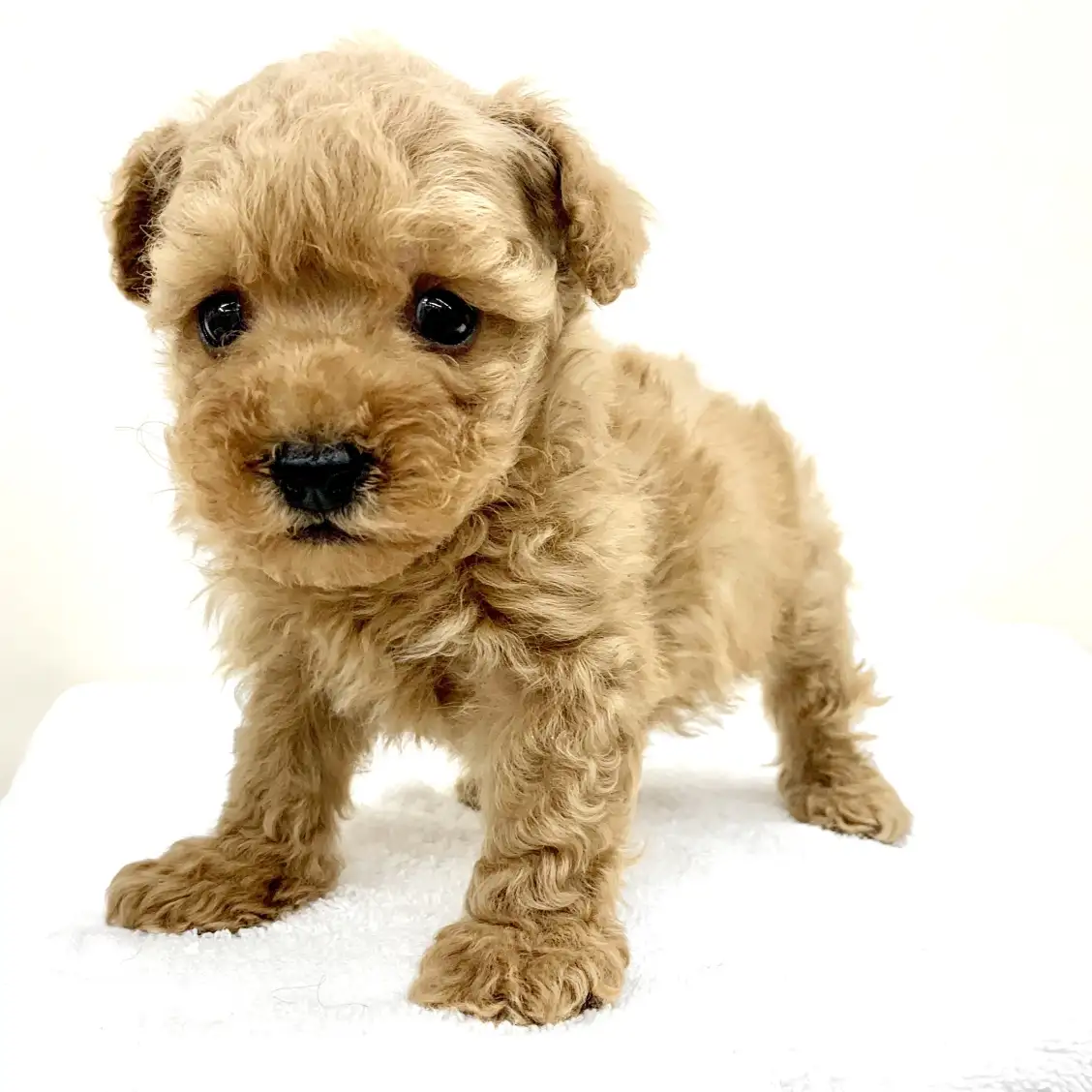 トイ・プードル