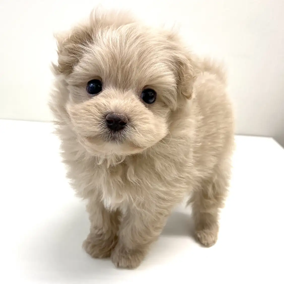 MIX（トイプードル×ポメラニアン）