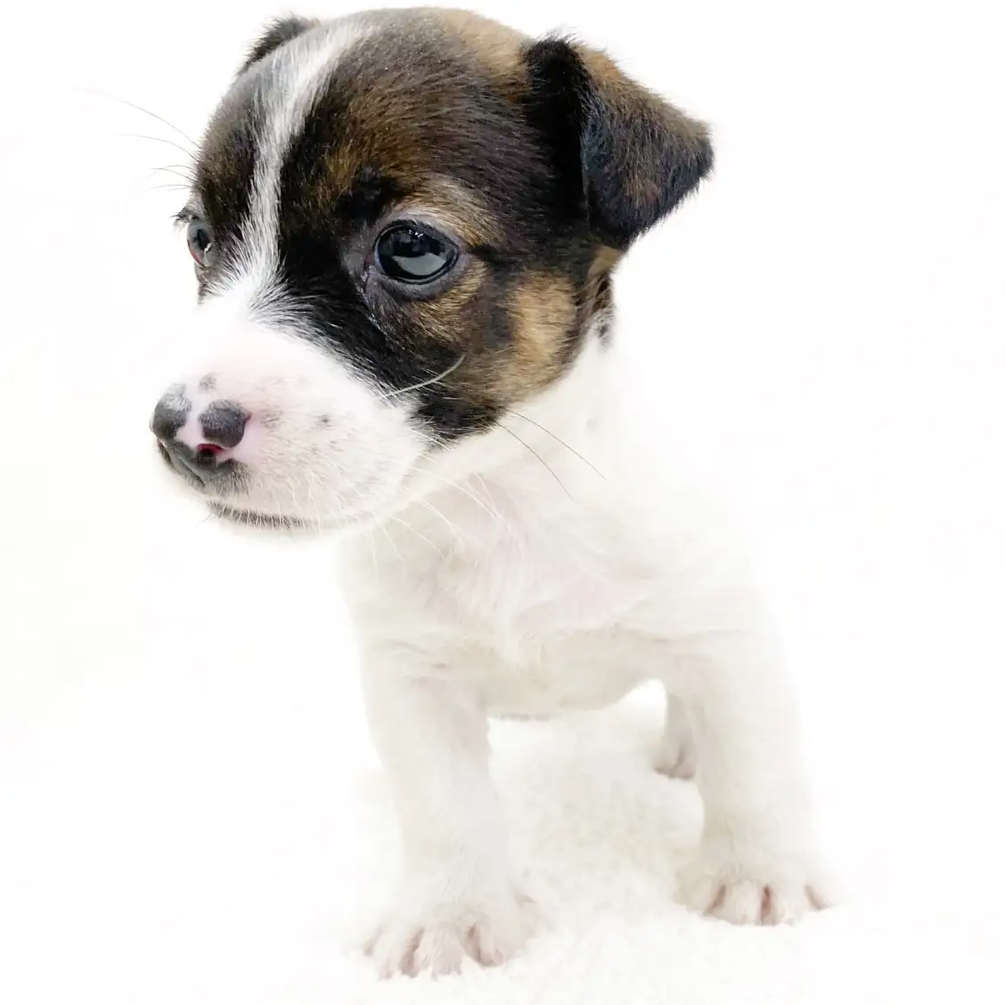 ジャックラッセルテリア