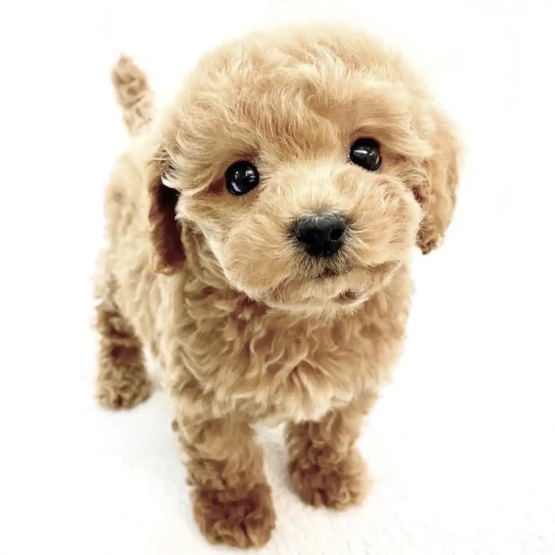 トイ・プードル