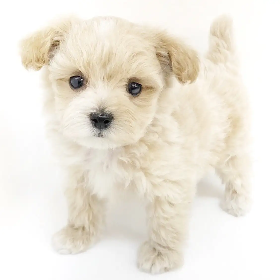 MIX(マルチーズ×トイプードル)