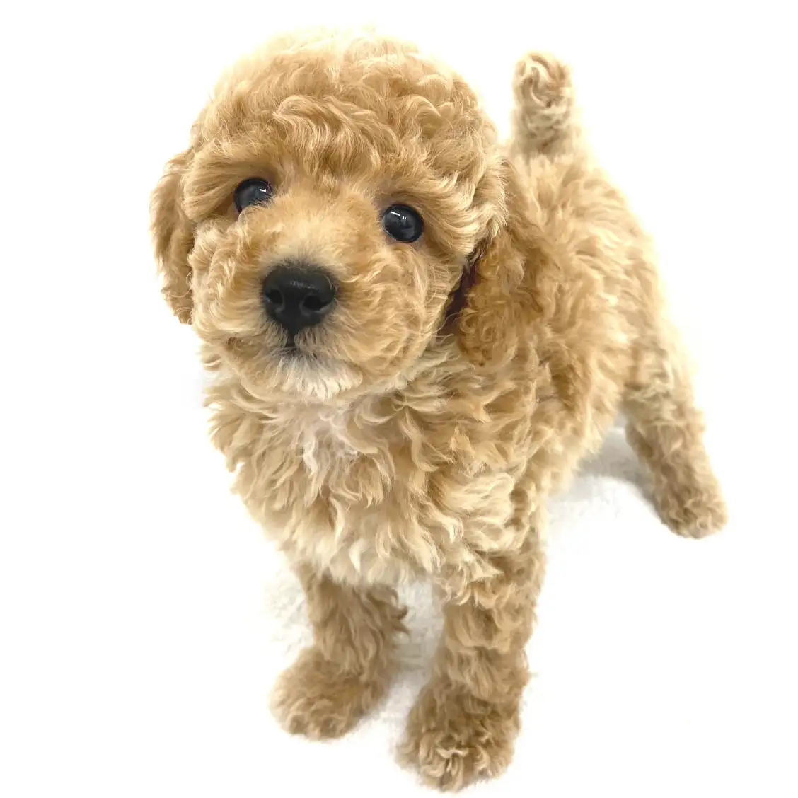 トイ・プードル