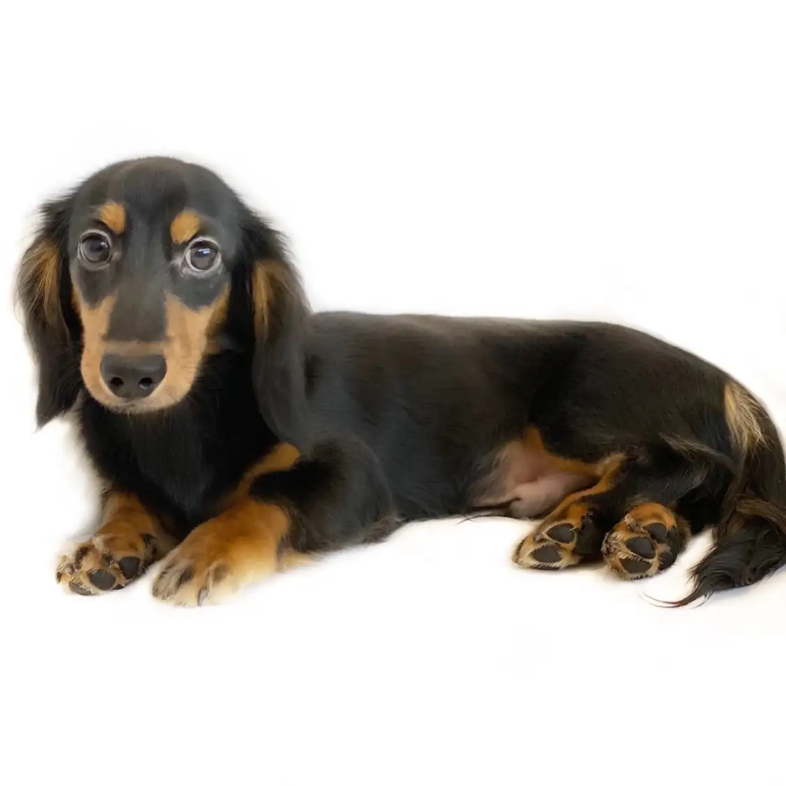 ミニチュア・ダックスフント