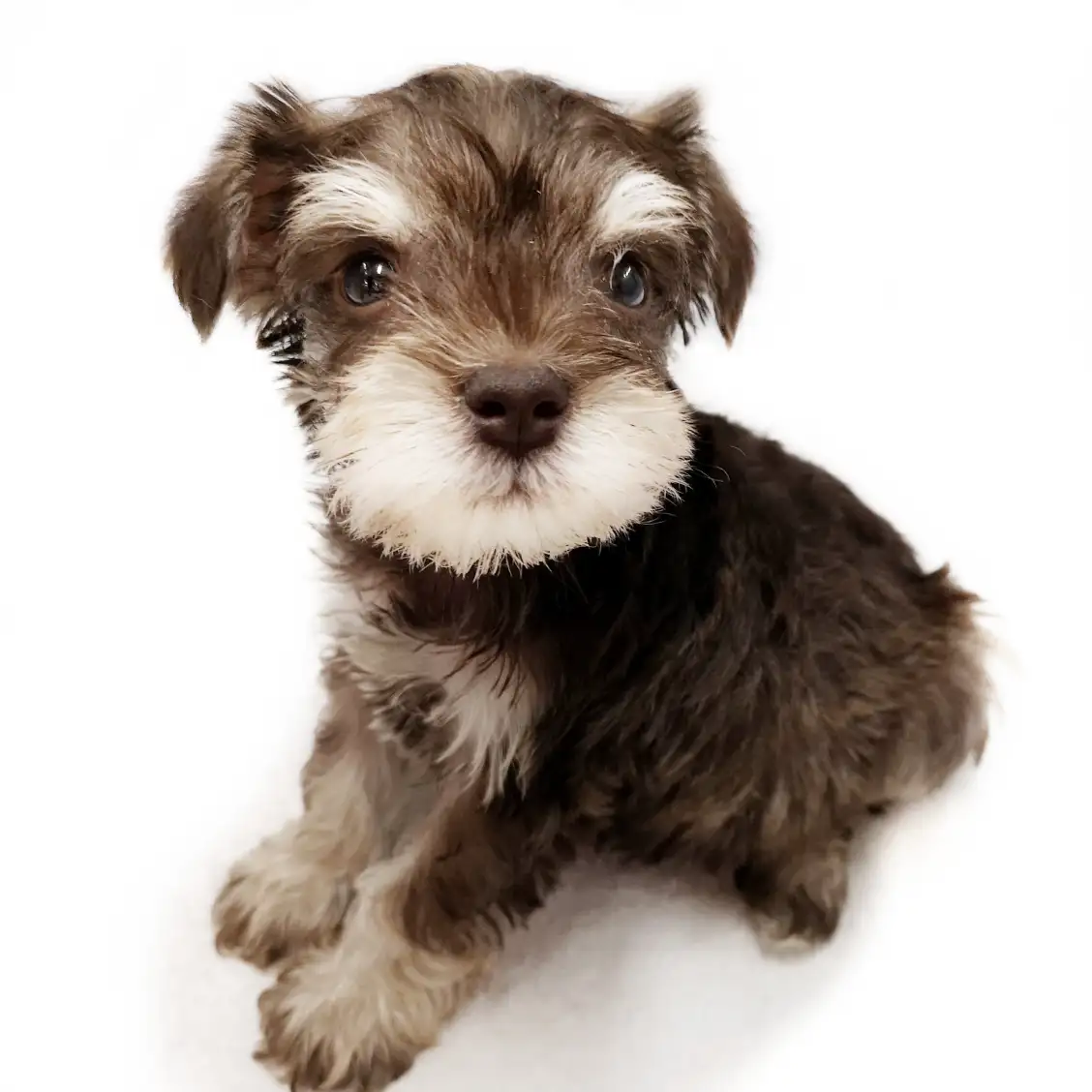 ミニチュア・シュナウザー