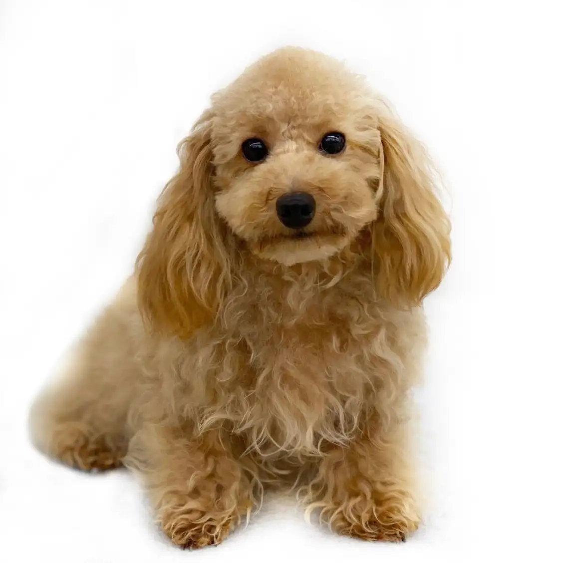 トイ・プードル