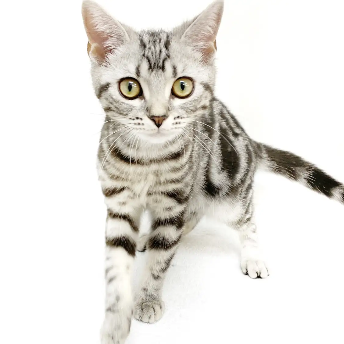 アメリカンショートヘア