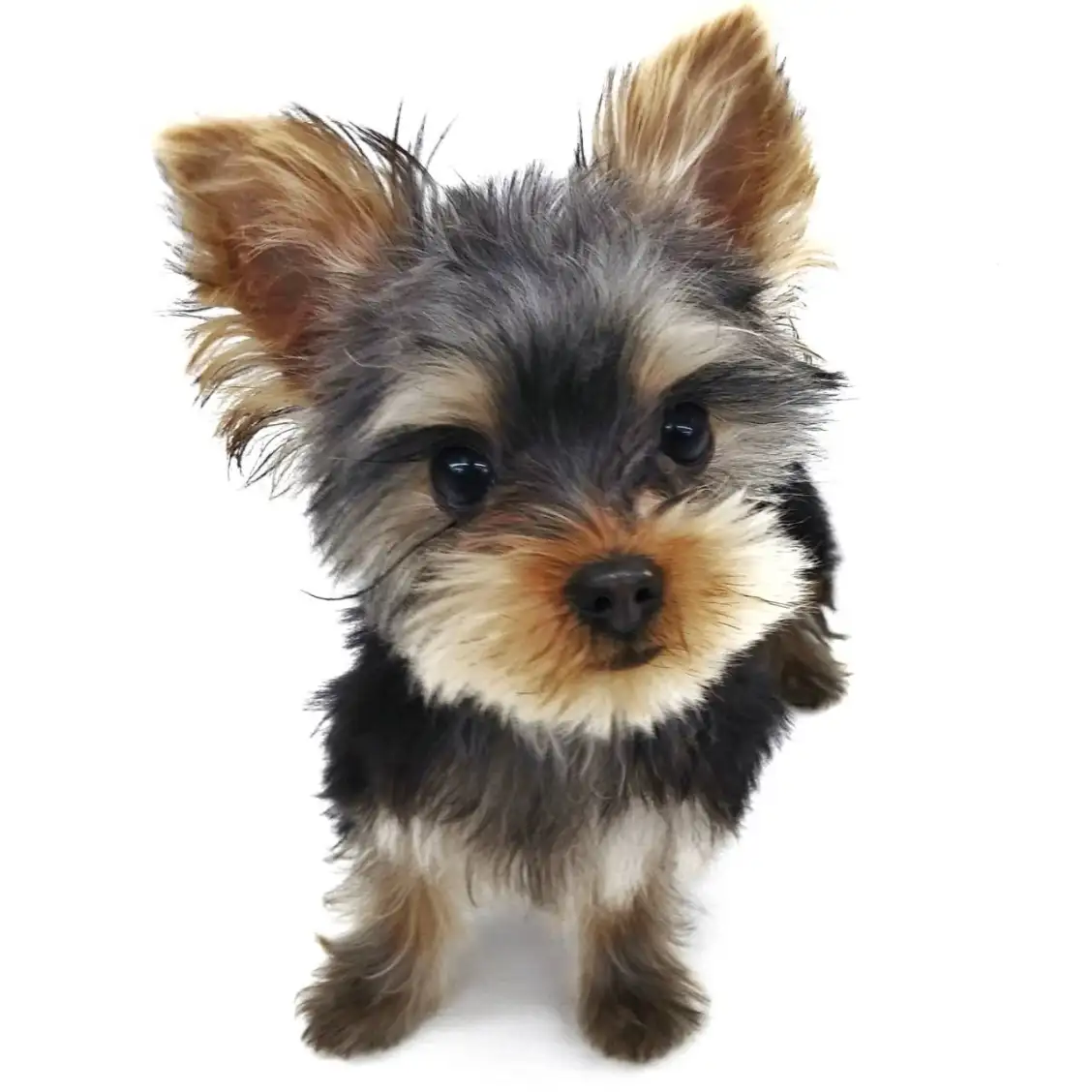 ヨークシャーテリア