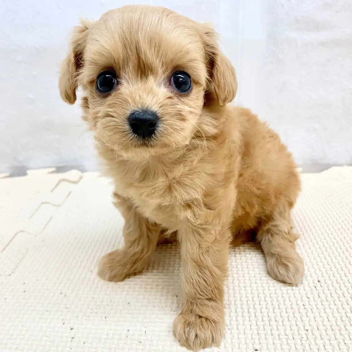 MIX(トイプードル×チワワ)