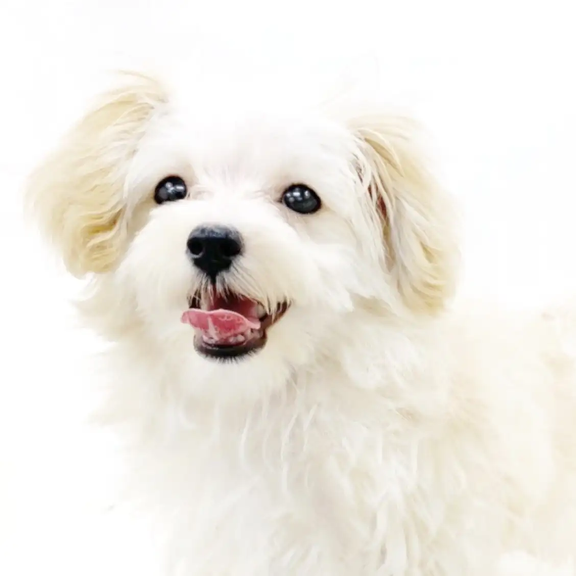 MIX(マルチーズ×トイプードル)