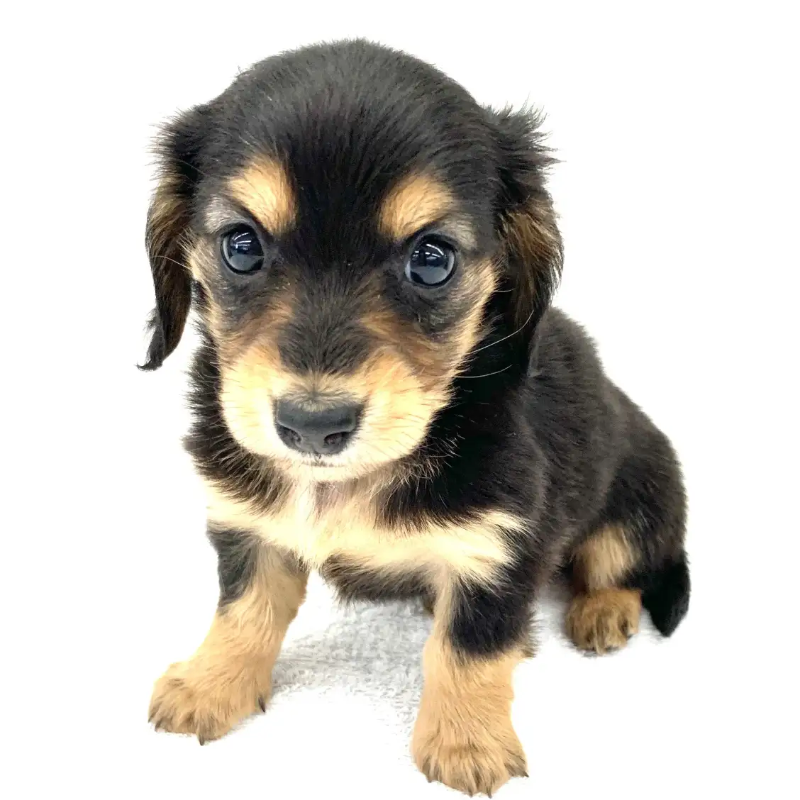 カニンヘン・ダックスフント