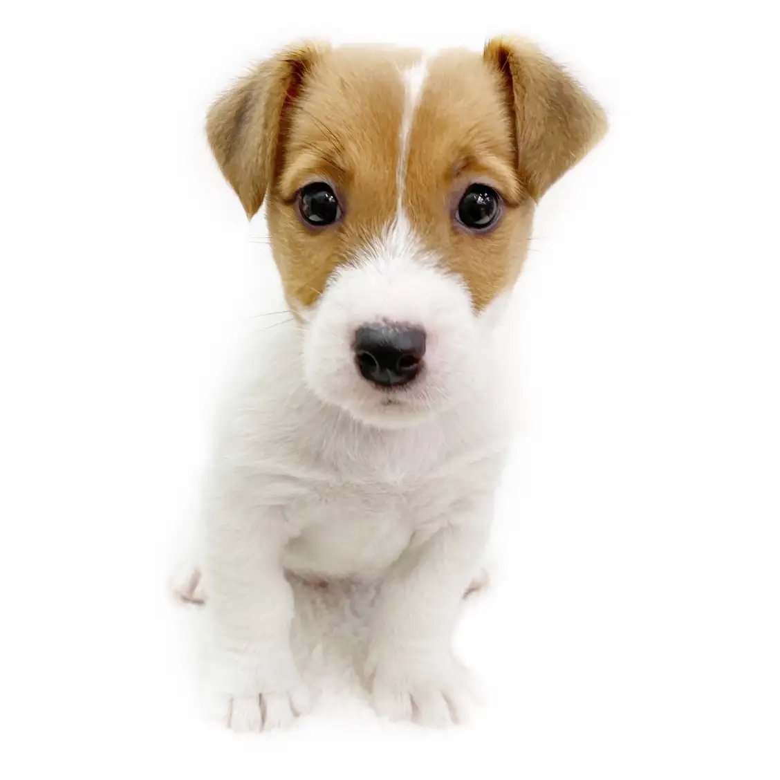 ジャックラッセルテリア