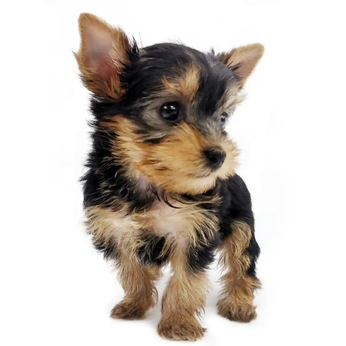 ヨークシャーテリア