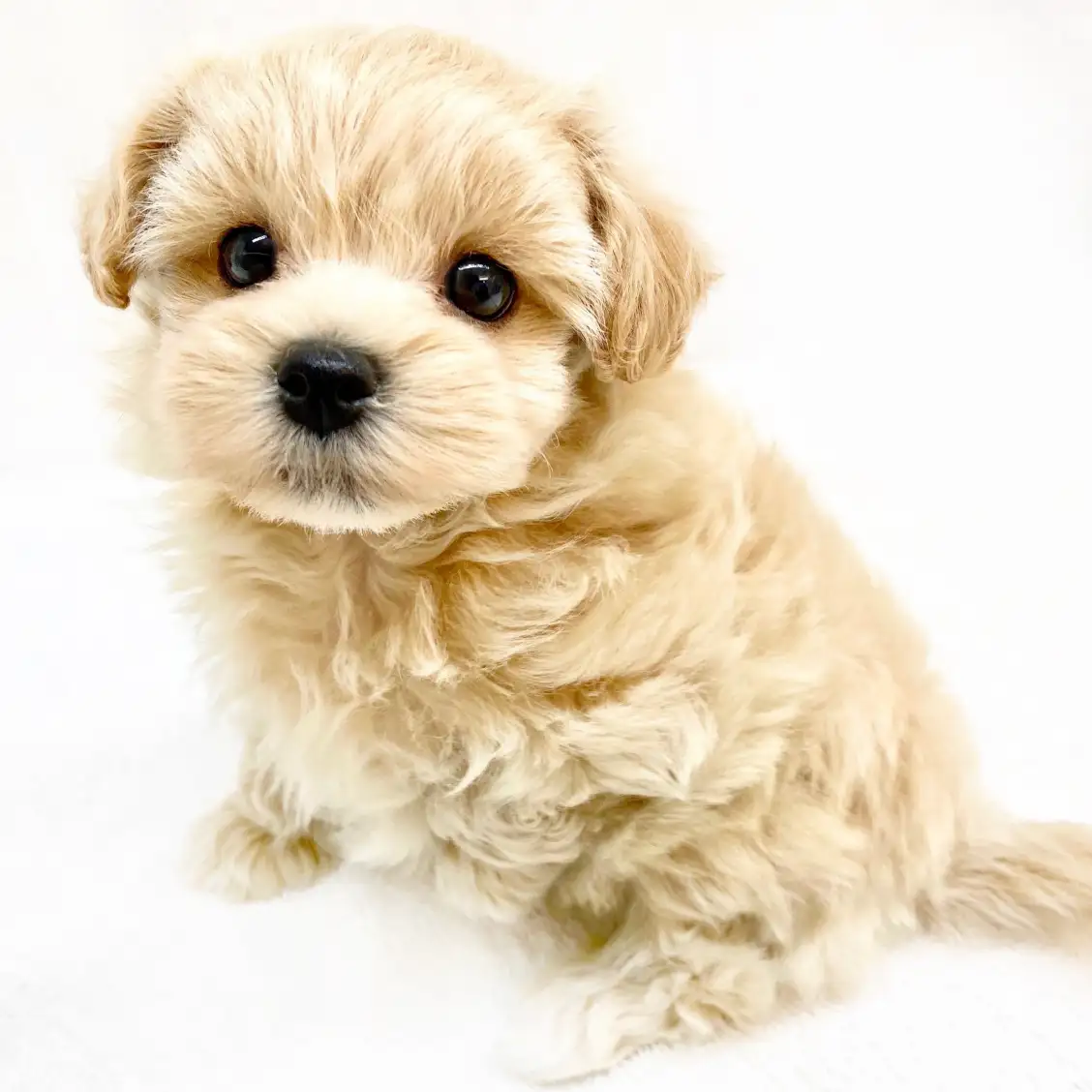 MIX(マルチーズ×トイプードル)