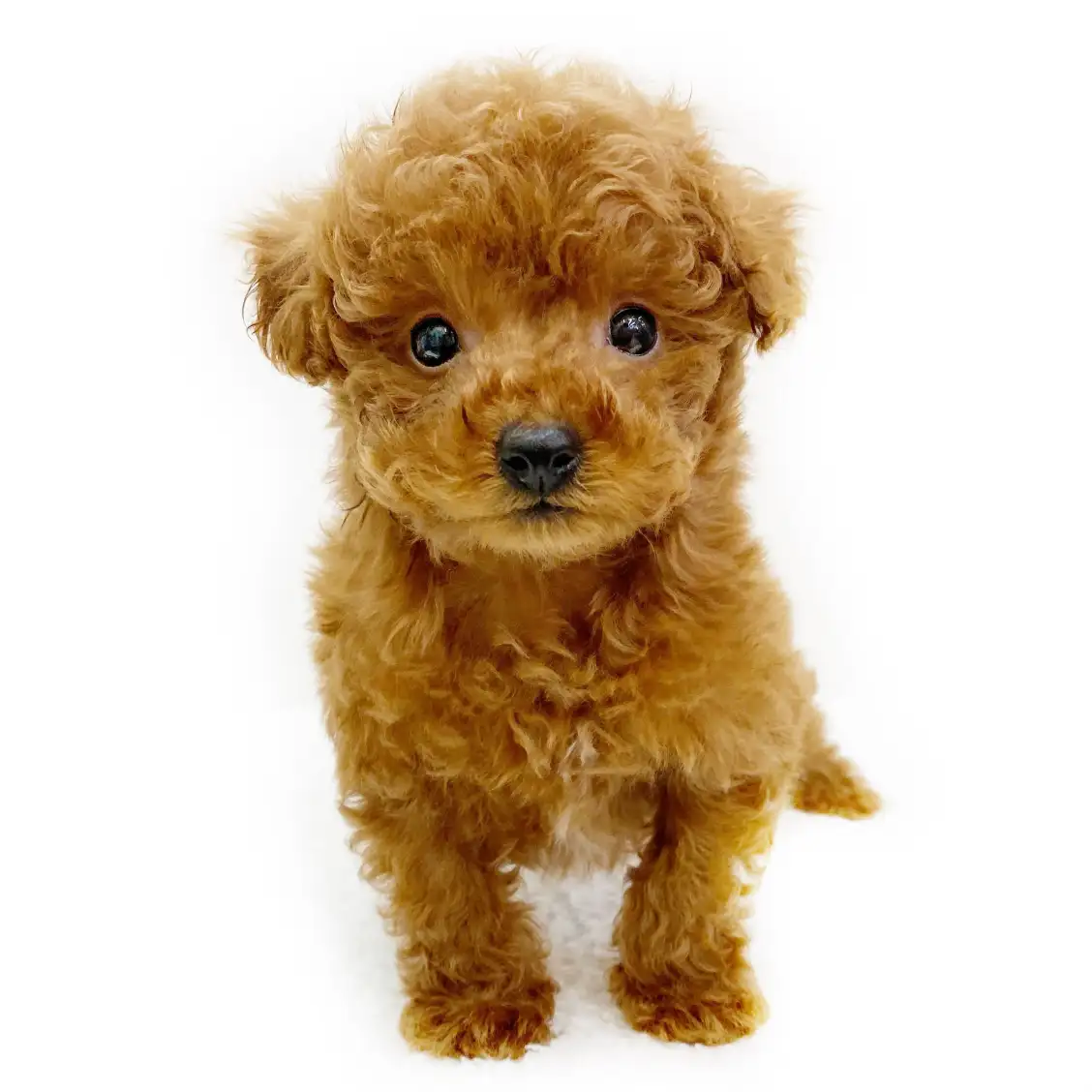 トイ・プードル