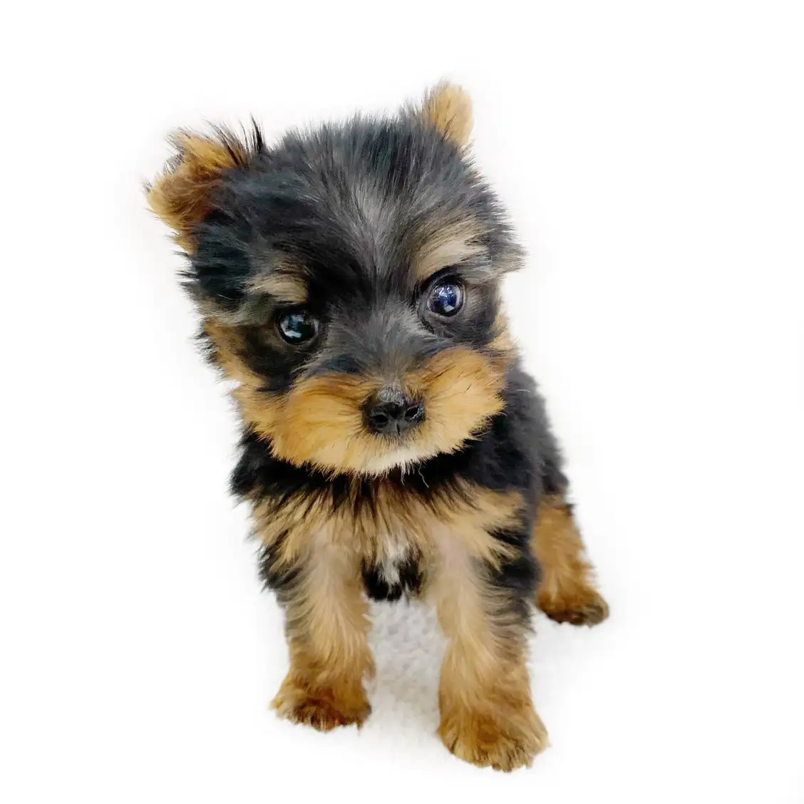 ヨークシャーテリア