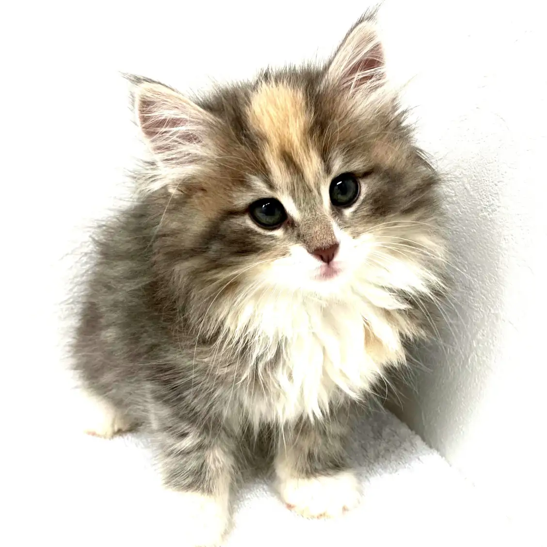 ノルウェージャンフォレストキャット