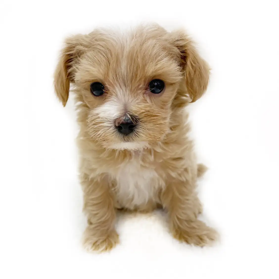 MIX(トイプードル×マルチーズ)