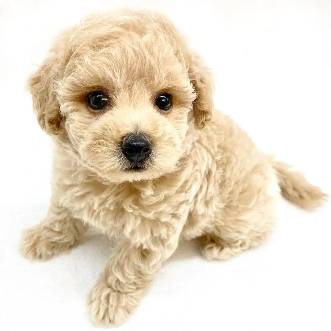 MIX(トイプードル×ボロニーズ)