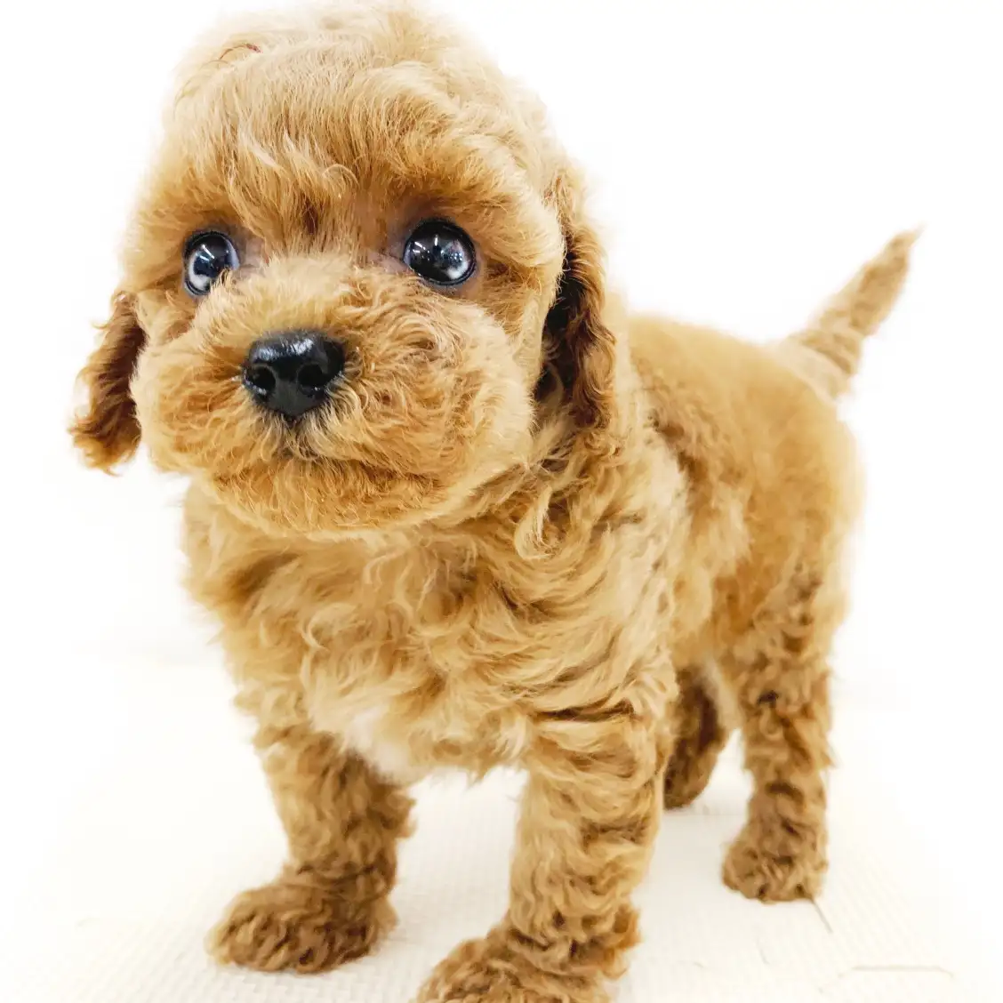 トイ・プードル