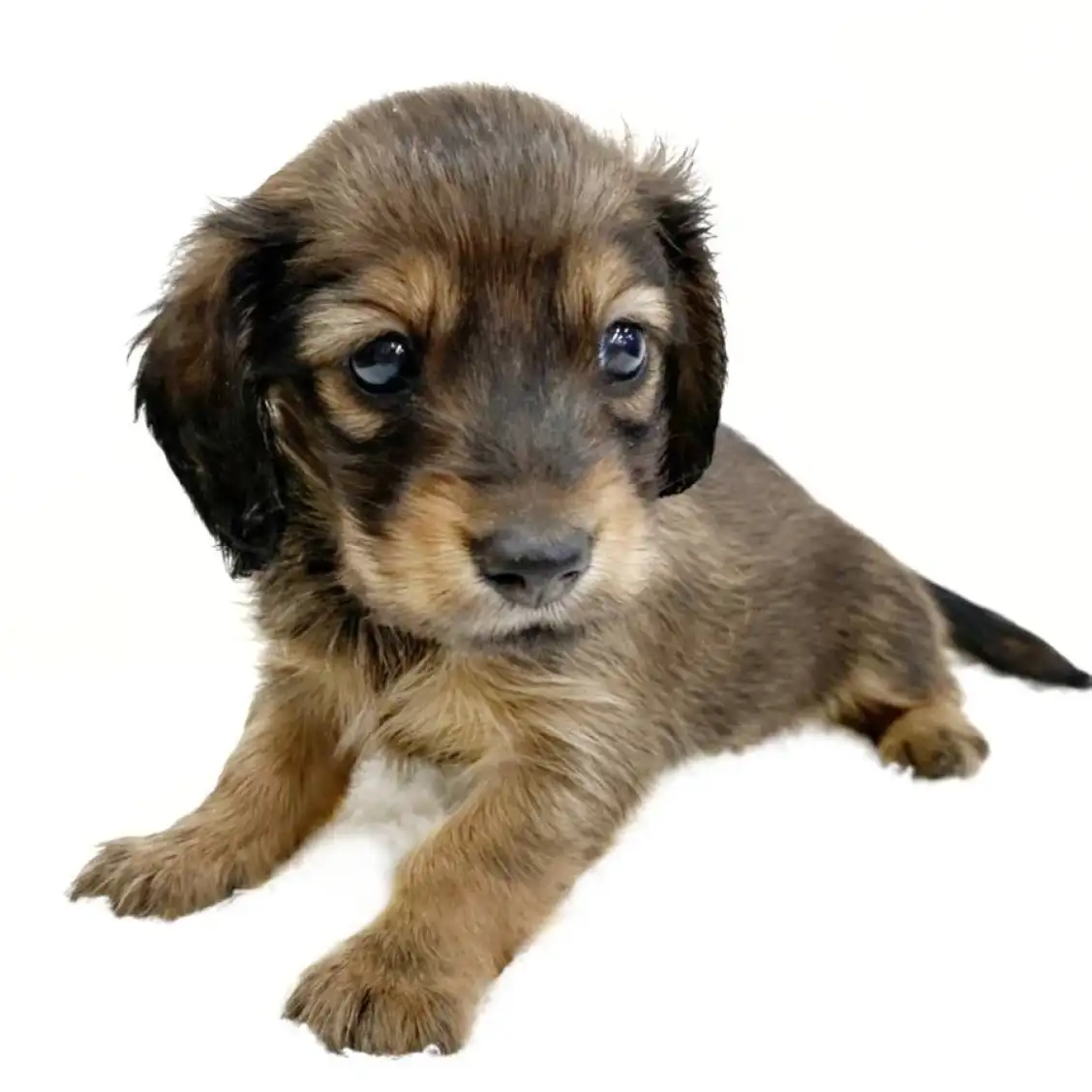 カニンヘン・ダックスフント