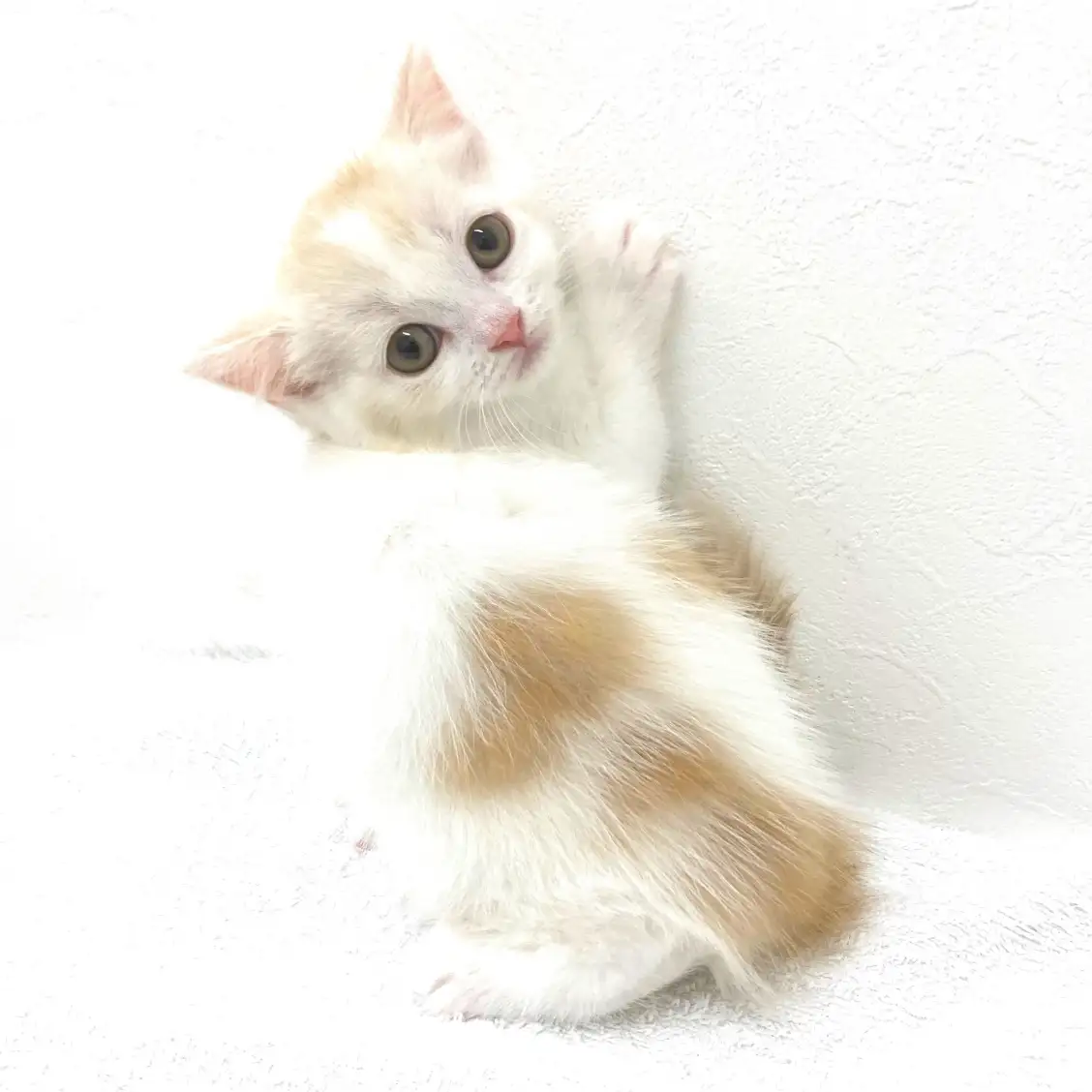 スコティッシュフォールド